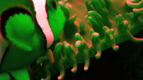 Anemone Fish with Trippy Green Effect Stock Footage 268675