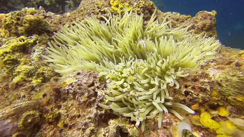 Anemone fish under the ocean Stock Footage 154993716
