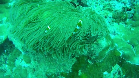 Anemone fish under the sea, scuba diving Stock Footage 246297730