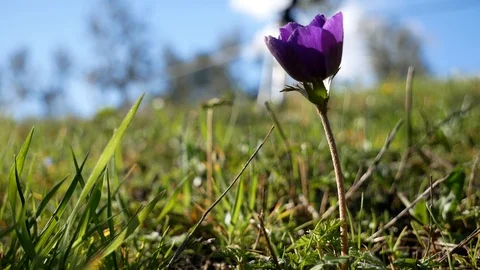 Anemone flower in a field on a spring day Vídeos de archivo 87174271