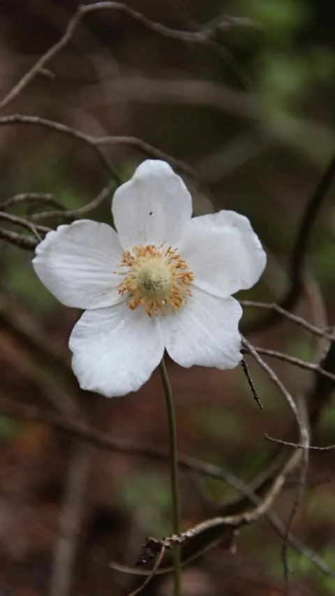 Anemone flower Stock Footage 243674465