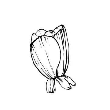 Anemone flower half open bud with folded petals and leaves. Hand drawn vect.. Stock Illustration