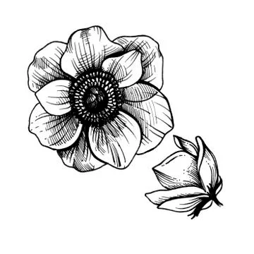 Anemone flower. Stock Illustration