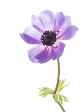 Anemone flower Stock Photos