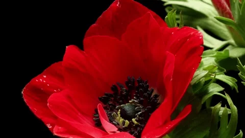 Anemone Flower Time-lapse Stock Footage 273839822