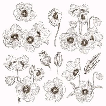 Anemone flower vector drawing set. Isolated wild plant and leaves elements Stock Illustration
