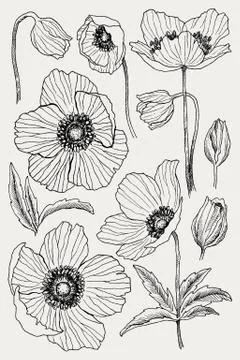 Anemone flower vector drawing set. Isolated wild plant and leaves. Herbal Stock Illustration