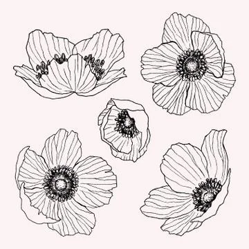 Anemone flower vector drawing set. Isolated wild plant and leaves. Herbal Stock Illustration
