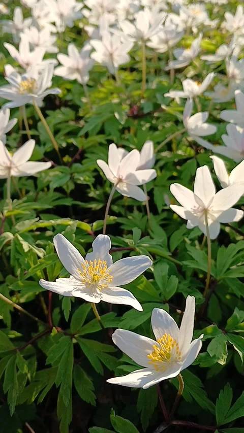 Anemone flowers in the garden 스톡 동영상 309768073