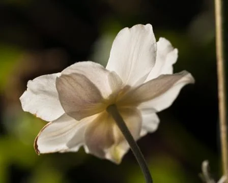 Anemone flowers Stock Photos