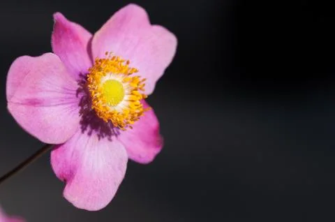 Anemone flowers 스톡 사진