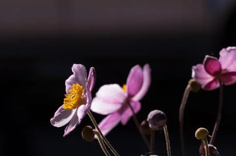 Anemone flowers Stock Photos