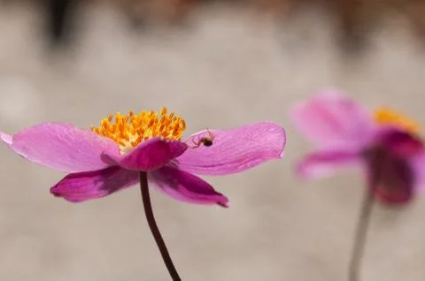 Anemone flowers Stock Photos