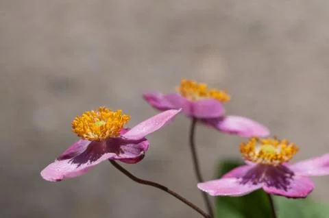 Anemone flowers Stock Photos