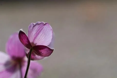 Anemone flowers Stock Photos