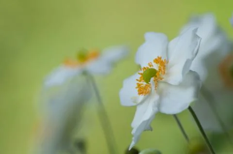 Anemone flowers Stock Photos