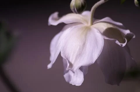 Anemone flowers 스톡 사진