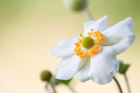 Anemone flowers Stock Photos