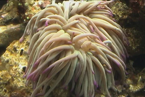 Anemone Stock Footage 100653