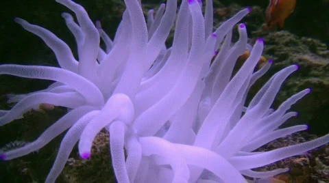 Anemone  库存影片 291949