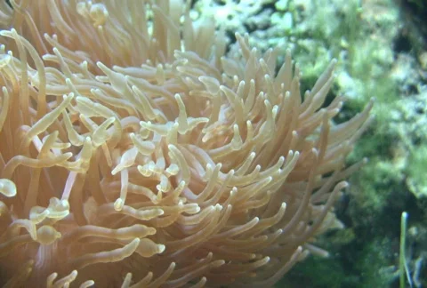 Anemone Video stock 360098