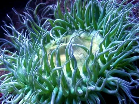 Anemone Stock Footage 490302