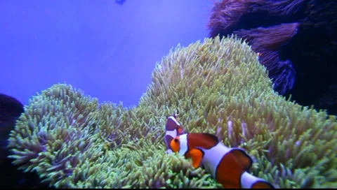 Anemone Stock Footage 8555192