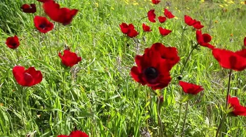 Anemone Stock-Footage 21656815