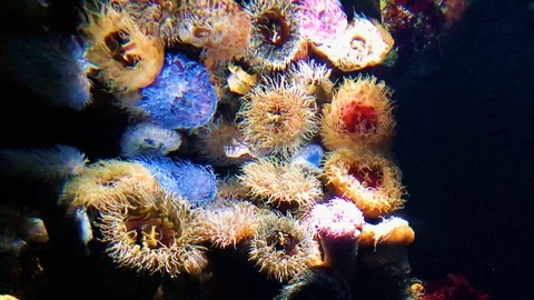 Anemone Stock Footage 104667414
