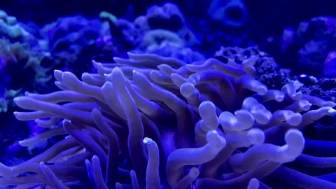 Anemone Video stock 130685598