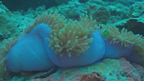 Anemone Stock Footage 148325424