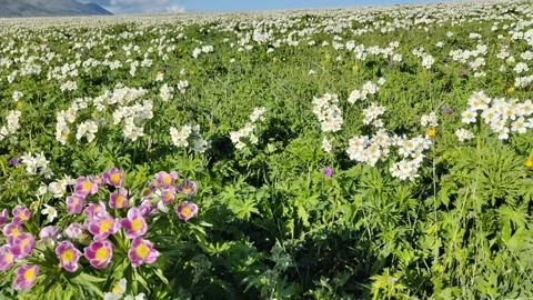 Anemone Stock Footage 244656487