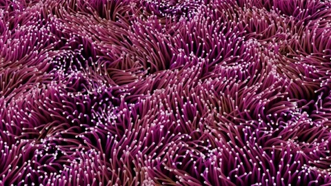 Anemone 動画素材 254236380