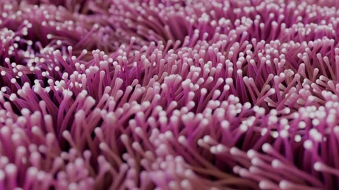 Anemone Stock Footage 256603475