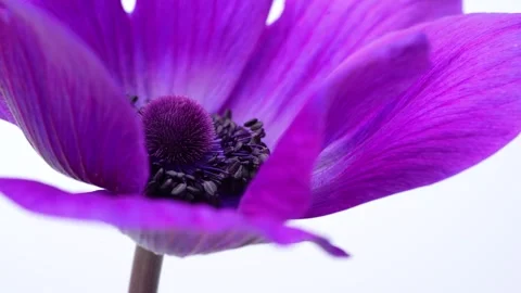 Anemone Stock Footage 262207810