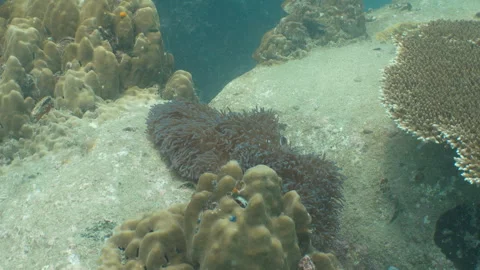 Anemone Stock Footage 281930019
