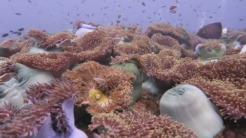 Anemone forest/ field flyover Stock Footage 80750974