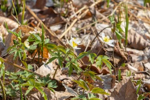  Anemone in the forest Stock Photos