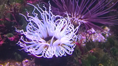 An Anemone gently moving  Stock Footage 296029497