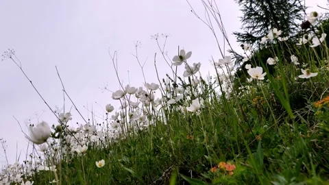 Anemone grandiflora1 Video stock 134456545