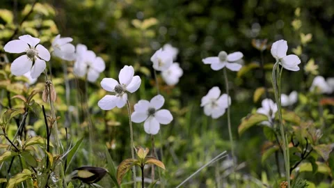 Anemone grandiflora2 Stock Footage 134456474