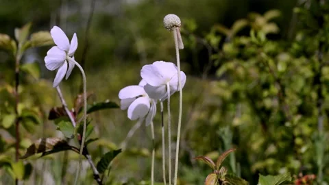 Anemone grandiflora3 Stock Footage 134456401