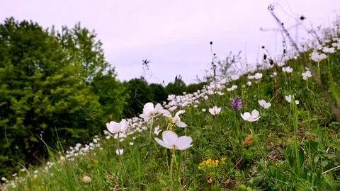 Anemone grandiflora4 Stock Footage 134456573