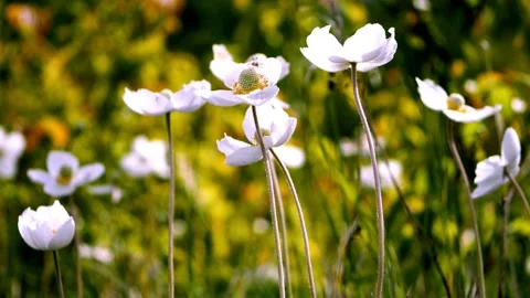Anemone grandiflora5 Video stock 134456661