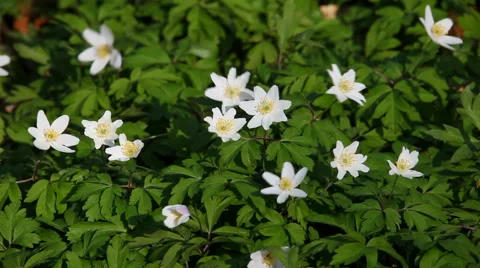 Anemone grown for its beautiful flowers and whorls of dissected leaves Video stock 40468685
