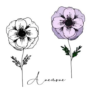 Anemone hand drawn vector doodle Stock Illustration