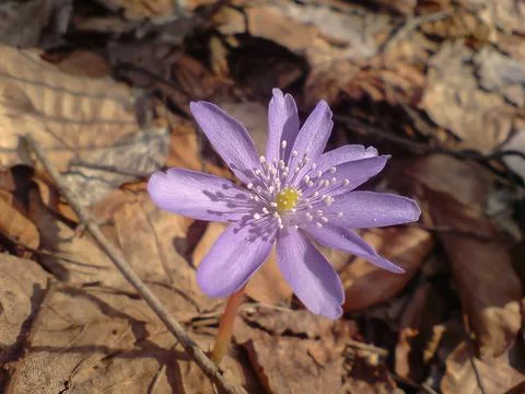 Anemone hepatica blooming in the forest. Spring flowers. Stock Photos