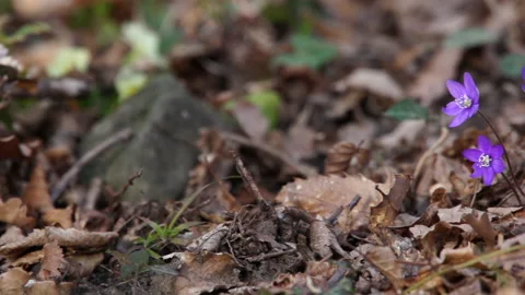 Anemone hepatica, common hepatica, liverwort, kidneywort, pennywort 2 Stock Footage 148555455