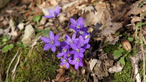 Anemone hepatica, common hepatica, liverwort, kidneywort, pennywort 3 Stock Footage 148555469