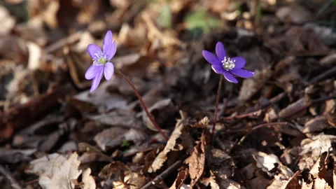 Anemone hepatica, common hepatica, liverwort, kidneywort, pennywort 1 Stock Footage 148556587